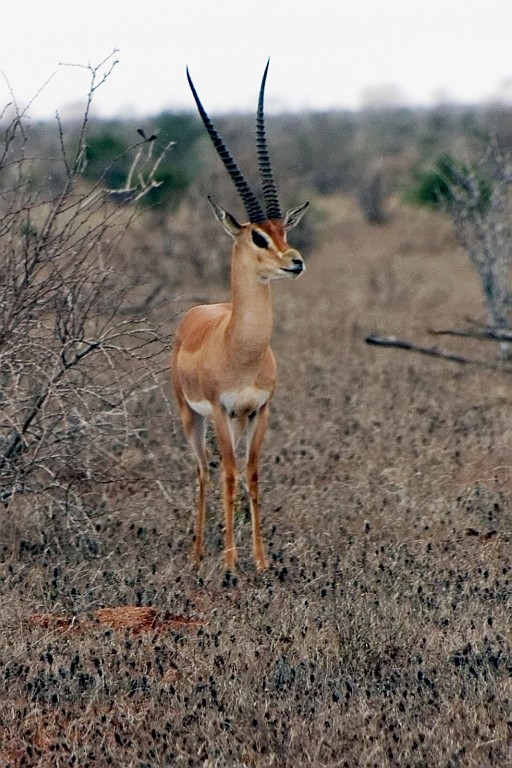 Kenia (328).jpg